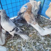 16عدد دم سفید تازه ایزی کنار کردن همه قیچی|پرنده|سبزوار, اسلام آباد|دیوار