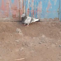 بدرنگ پلنگ کرمونی