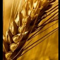 بذر گندم کوهدشت|عمده‌فروشی|گلی داغ, |دیوار