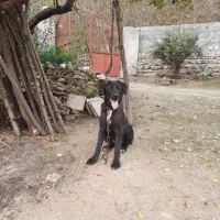 فروش سگ‌نگهبان