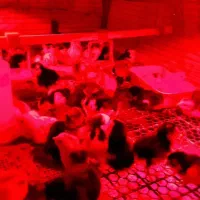 جوجه گلین لری|حیوانات مزرعه|قائم‌شهر, |دیوار