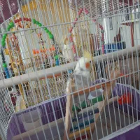 ۲ عدد عروس هلندی نره|پرنده|رودبنه, |دیوار