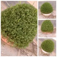 سبزه قشنگ|گل و گیاه طبیعی|کوهدشت, |دیوار