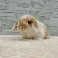 خرگوش خاص و دوست داشتنی