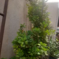 گل مرجان|گل و گیاه طبیعی|تهران, هاشم‌آباد|دیوار