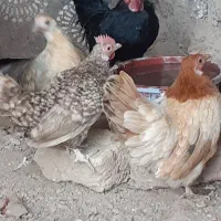 مرغ وخروس جوان|حیوانات مزرعه|شال, |دیوار