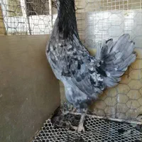 مرغ گلین|حیوانات مزرعه|شیراز, دارالرحمه|دیوار