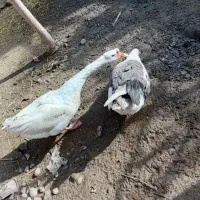 غوغاز|پرنده|کردکوی, |دیوار