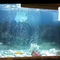اکواریوم