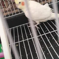 عروس هلندی ماده