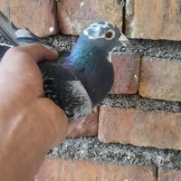 پلاکی گرفتنی