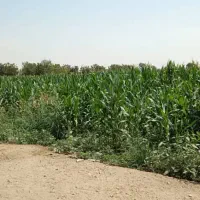 زمین کشاورزی|فروش زمین و ملک کلنگی|باقرشهر, |دیوار