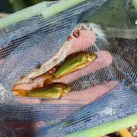 کوریدوراس خاص گلد ونزوئلایی