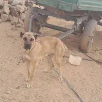 ماده سرابی افغان سالم به شرط