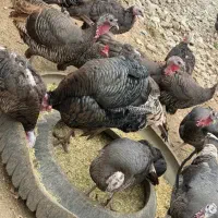 بوقلمون زنده