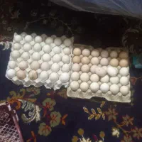 فروش تخم مرغ محلی|خوردنی و آشامیدنی|توکهور, |دیوار