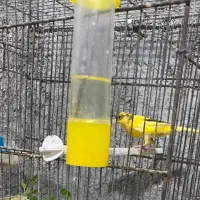 قناری نر|پرنده|مهر, |دیوار