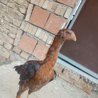 جوجه مرغ لاری