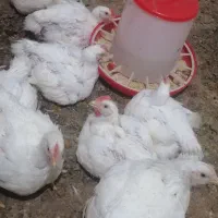 جوجه مرغ گوشتی زنده