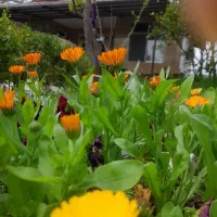 فروش ویلا باغ در منطقه آزاد بابلسر|فروش خانه و ویلا|بهنمیر, |دیوار