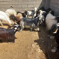 بره نر چاق. چپش نرچاق ومیش|حیوانات مزرعه|اندیمشک, |دیوار