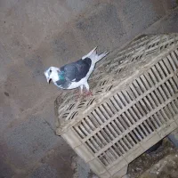 کبوتر|پرنده|سرچهان, |دیوار