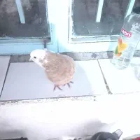 شازده زرد سرورگرفتنی|پرنده|نوشین شهر, |دیوار