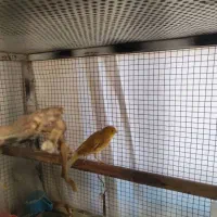 قناری ماده|پرنده|صدرا-فارس, فاز ۱|دیوار