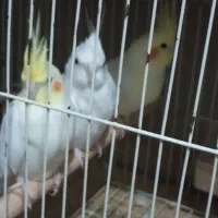 ۳جفت عروس هلندی ۵ملیون