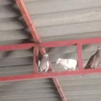 پرنده.|پرنده|دهدشت, |دیوار