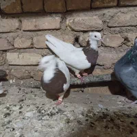 طوقی کوهی|پرنده|آباده, |دیوار