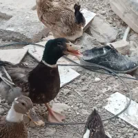 اردک خانگی تخمگذار