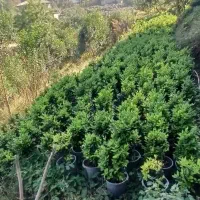 گلدانی|گل و گیاه طبیعی|رحیمآباد, |دیوار