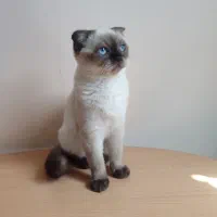 گربه هیمالین