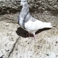 کبوتر شهری یال چپ الماسی گلدار|پرنده|شیراز, شهرک جماران|دیوار