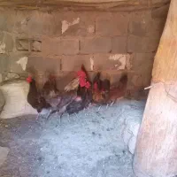 فروش