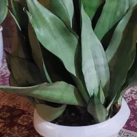 گلهای خانگی|گل و گیاه طبیعی|رشت, تازه آباد|دیوار