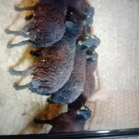 بره زیر میشی ادرس فراهان