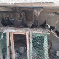 کبوتر معاوضه میکنم عروس هلندی طوطی|پرنده|بوشهر, |دیوار