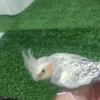 عروسی هلندی|پرنده|شوشتر, |دیوار