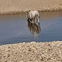 اسب درجه یک