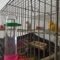 قناری نر وماده