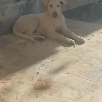 واگذاری حیوانات نژاد لابرادور