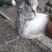 کبوتر پرشی
