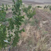 فروش-باغ