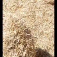 کاه وکلش ویونجه|لوازم جانبی حیوانات|اردبیل, |دیوار