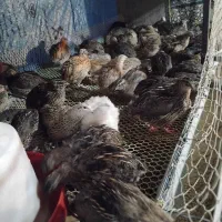 بلدرچین تخمگذار|حیوانات مزرعه|دابودشت, |دیوار