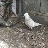 طوقی پالخت کرمانشاهی نر