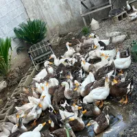 اردک و غاز فومن صومعه تولمشهر