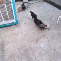 مرغ